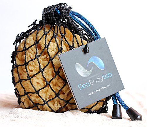 Sea Yellow Sponge 4-5