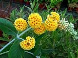 Amazon / Hirts: Butterfly Bush: Golden Glow Butterfly Bush - Buddleia - Fragrant