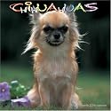 Chihuahuas 2008 Wall Calendar