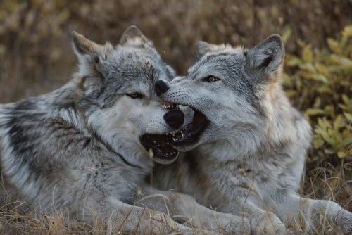 Eighteen-week-old Gray Wolves Wall Decal Mural - 18 Inches W x 12 Inches H - Peel and Stick Removable Graphic