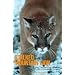 Stalked by a Mountain Lion: Fear, Fact, and the Uncertain Future of Cougars in America