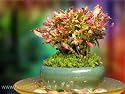 Indoor Beginner's Bonsai - Mini Cheerful Bonsai Bouquet for Home & Office Desk