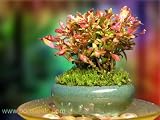 Indoor Beginners Bonsai Mini Cheerful Bonsai Bouquet for Home & Office Desk 51aSeRvH3cL. SL160 Indoor Beginners Bonsai Mini Cheerful Bonsai Bouquet for Home & Office Desk