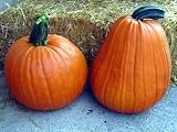 Phat Jack Pumpkin 10 Seeds - NEW - HUGE HANDLE - FREE SHIPPING ON ADDITIONAL HIRTS SEEDS ORDERED & PAID WITH ONE PAYMENT!