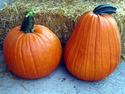 Phat Jack Pumpkin 10 Seeds - NEW - HUGE HANDLE
