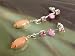 Fashion earrings 761 pink and orange drops on silver colour metal