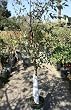 Dura Heat Birch Tree Five Gallon