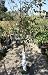 Dura Heat Birch Tree Five Gallon