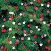 Outsidepride Cypress Vine Mix - 100 Seeds Outsidepride Cypress Vine Mix - 100 Seeds