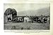 C1920 Chile Harvest Farming Mules Donkeys Valparaiso