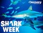 Shark Week: Blood in the Water
