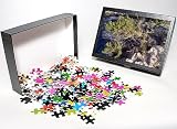 Photo Jigsaw Puzzle of PPG-1408 Juniper - natural bonsai from Ardea Wildlife Pets