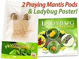 Praying Mantis Egg Case - 2 Praying Mantids Egg Cases - Includes a free poster!
