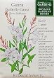 Butterfly Gaura Botanic Gardens Seeds 75 Seeds