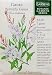 Butterfly Gaura Botanic Gardens Seeds 75 Seeds