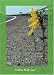 Follow the sun - Postkarte - Fahrradpostkarte bei Bücher zum Namen: 51aTx3x2uKL._SL75_