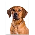 Rhodesian Ridgeback Dog Breed Fridge Magnet
