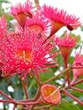 Seedeo Eucalyptus (Eucalyptus ficifolia) 25 Samen