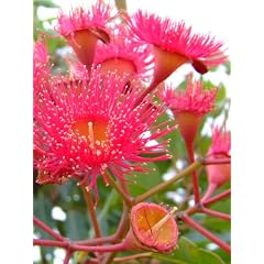 Seedeo Eucalyptus (Eucalyptus ficifolia) 25 Samen