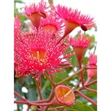 Seedeo Eucalyptus (Eucalyptus ficifolia) 25 Samenvon "Seedeo"