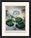 Framed Prints of THORNTON WATER LILY. The Blue Egyptian Water Lily (Nymphaea caerulea from Granger Art on Demand