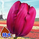 国華園　チューリップ球根　特大球　紫　50球