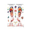 Physiotherapie-Poster - Anatomisches Mini-Poster REFLEXZONEN FUSS, Tafel 34 x 24 cm