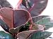 Strawberry & Cream Rubber Tree Plant - Ficus