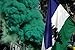 Nylon Cascadia Doug Flag 3x5'