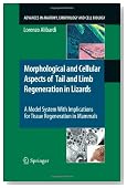 Morphological and Cellular Aspects of Tail and Limb Regeneration in Lizards: A Model System With Implications for Tissue Regeneration in Mammals (Advances in Anatomy, Embryology and Cell Biology)