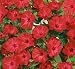 60+ Red Four O'Clock Seeds By Seed Needs