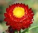 100 RED FIRE BALL STRAWFLOWER Helichrysum Monstrosum Flower Seeds