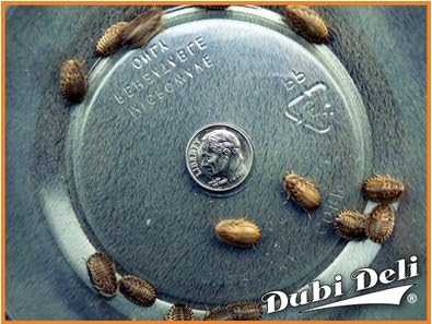 Dubia Roaches: Small (1/2") - 22 Grams (Average Count 200)