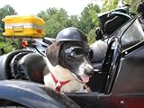 Doggie Bike or Motorcycle Helmet ~ Small Pink