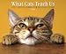 Books : What Cats Teach Us 2009 Calendar