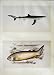 C1990 Fish Blue Bramble Shark Spinous Dance Swinney