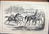 1884 Wild Horses Running Field Cows Country Scene Print
