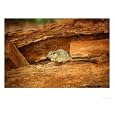 Dassie Rat, Twijfelfontein, Namibia Art Photographic Poster Print by Ariadne Van Zandbergen, 48x36