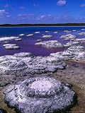 Stromatolites (Cervantes), Australia Photographic Poster Print by Christopher Groenhout, 30x40