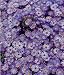 Aster dumosus `Prof. A. Kippenberg - Kissenaster