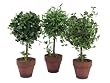 Set of 3 Garden Getaway Bamboo, Boxwood & Mini Ivy Silk Ball Topiaries 14"