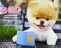 Boo - Der s��este Hund der Welt