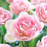 Double Late Tulip Bulbs Angelique