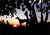 Im 5er Set: Trendige Silhouetten Klappkarte: Hund vor Sonnenuntergang