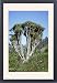 Framed Prints of Jlmo-2660 Dragon Tree from Ardea Wildlife Pets