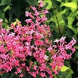 George Eastman Lilac-Syringa-Outdoor orBonsai-New Color