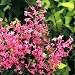 George Eastman Lilac-Syringa-Outdoor orBonsai-New Color