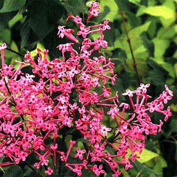 George Eastman Lilac Syringa