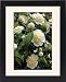 Framed Prints of Camellia Jurys Yellow from Ros Drinkwater