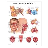 Ear, Nose and Throat Anatomical Chart
